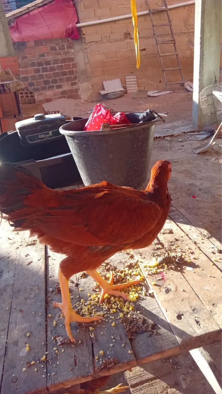 Galinhas e Patos - Foto 4