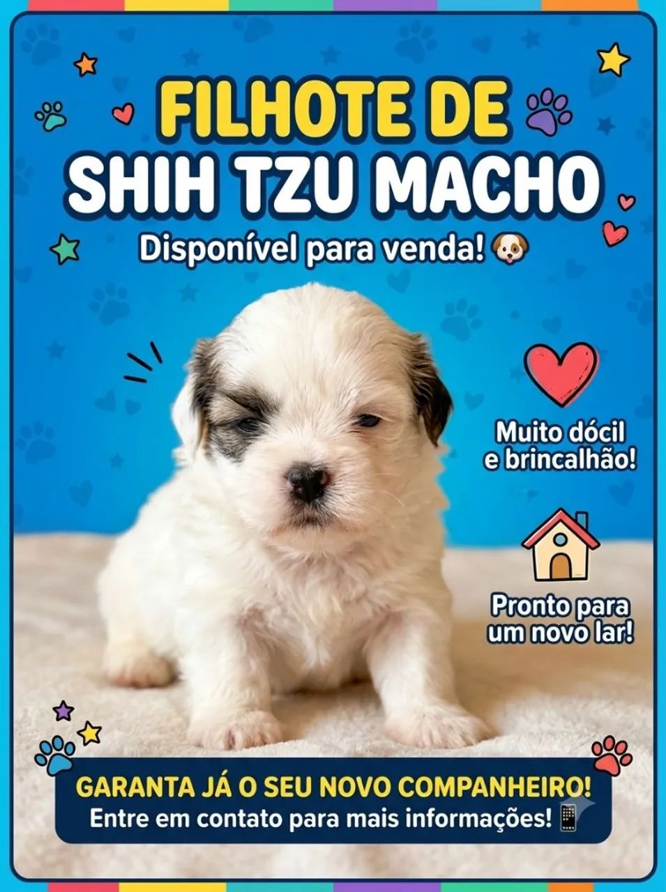 Shitzu macho filhote 