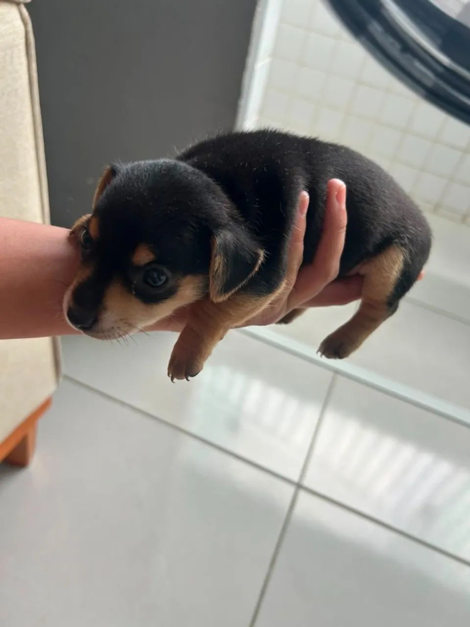 CACHORRO - Foto 2