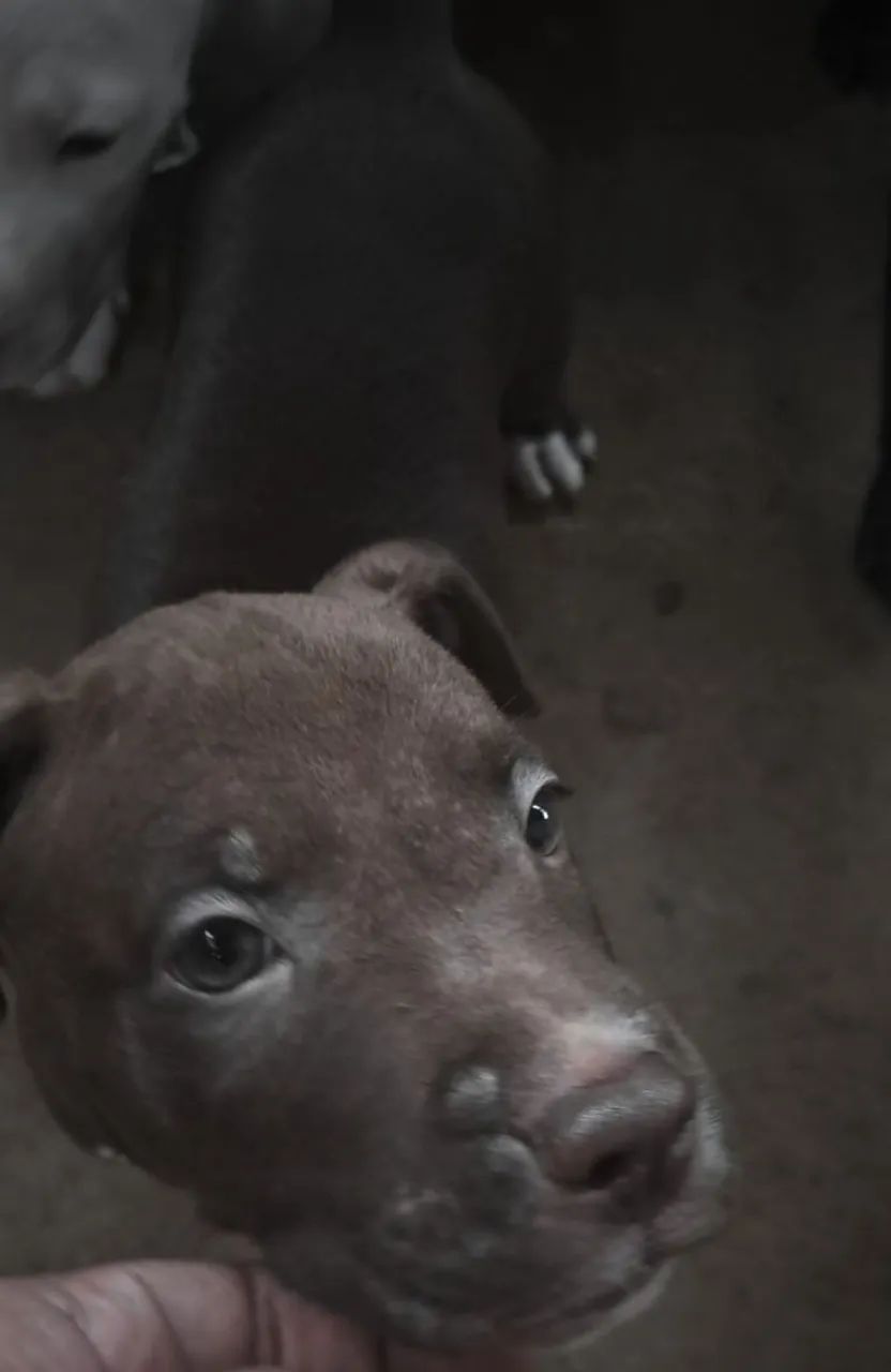 FILHOTES DE Pitbull  - Foto 3