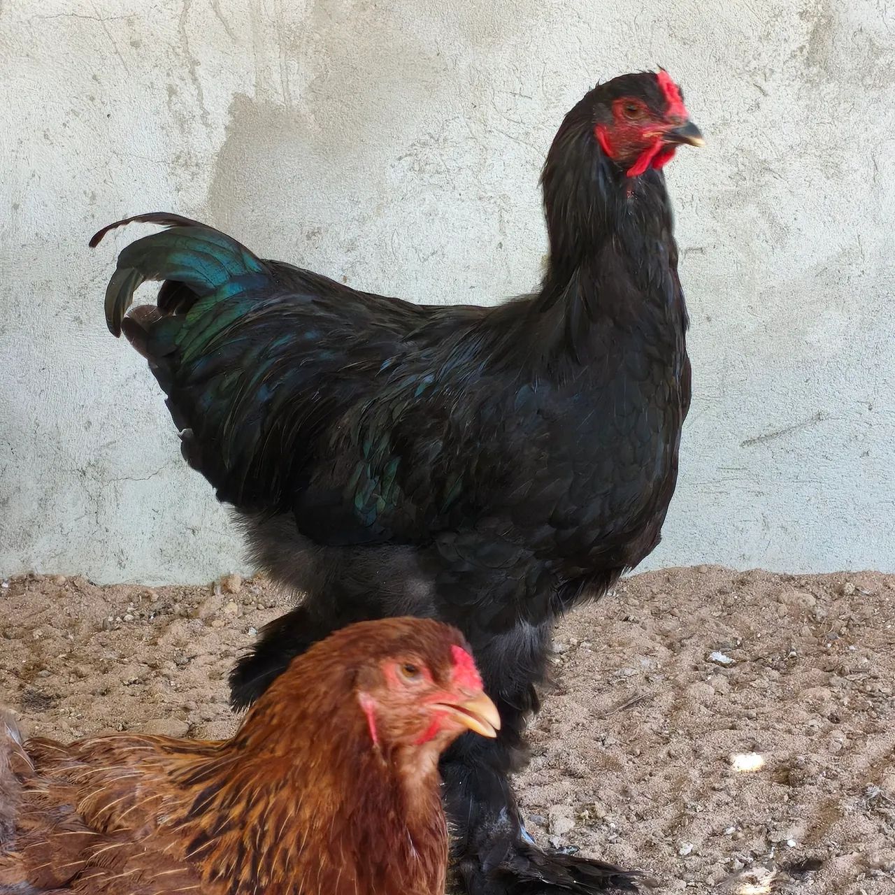 Galo, Frango Brahma  - Foto 3