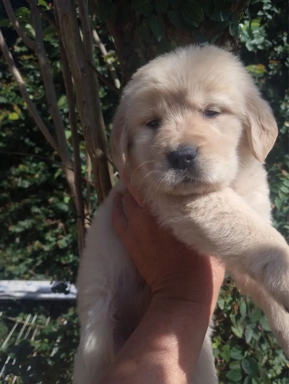     Golden Retriever - Qualidade e Procedência