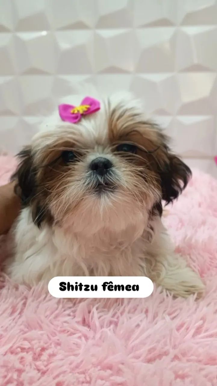 Shitzu  - Foto 5