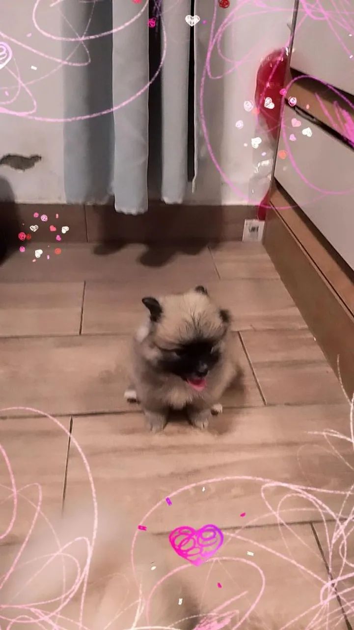 Lulu da pomêrania verdadeiros ursinhos  - Foto 3