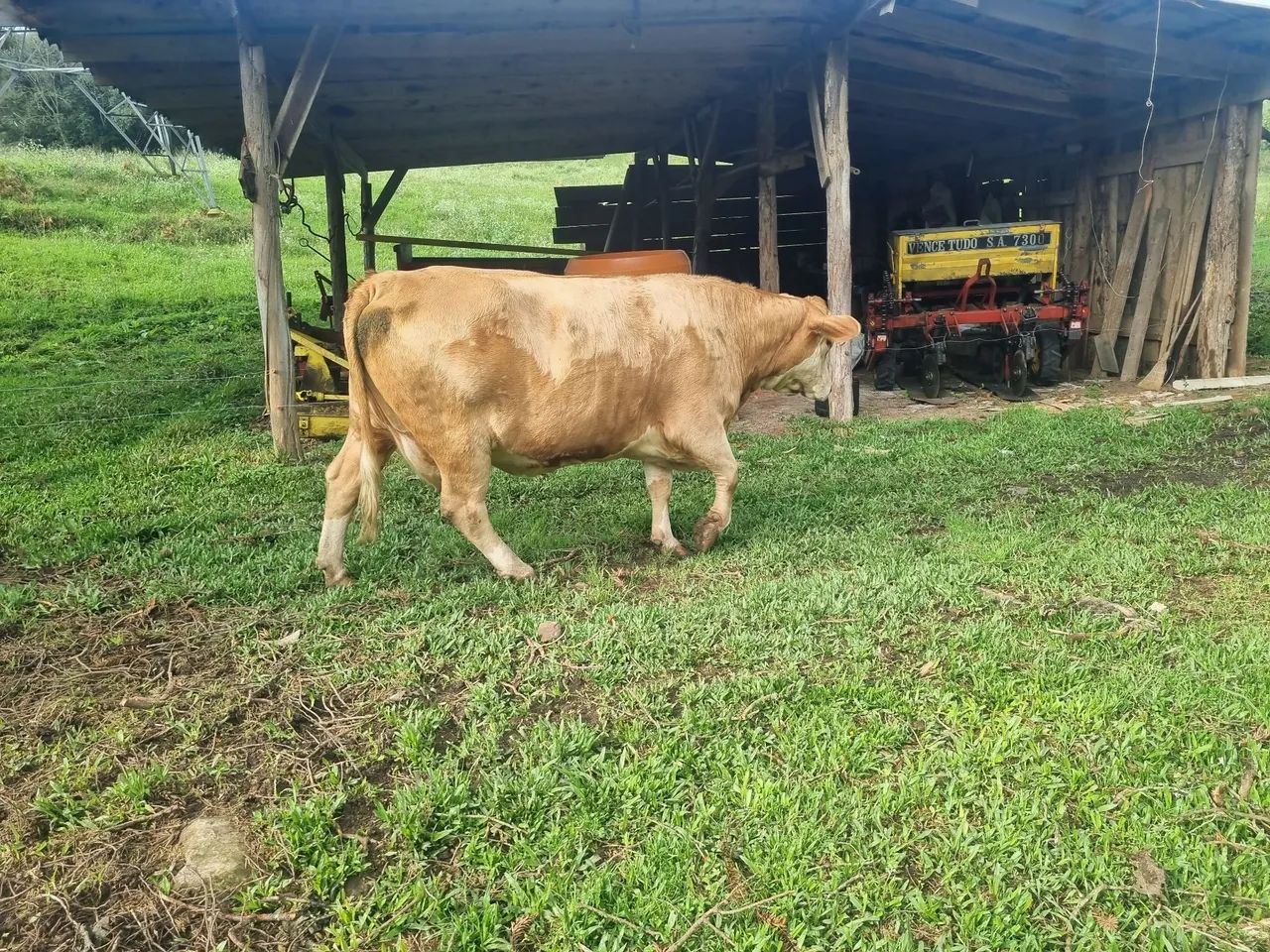 Vaca  - Foto 5