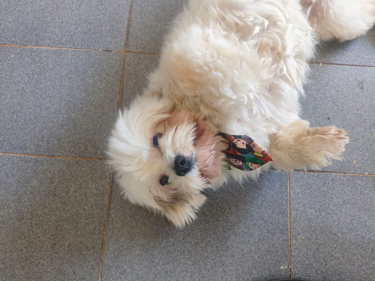 Cachorro para doação responde  - Foto 4