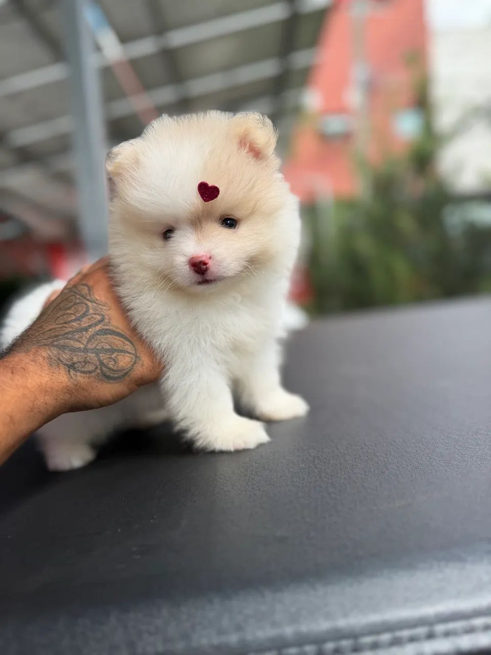 Spitz alemão anão  - Foto 2