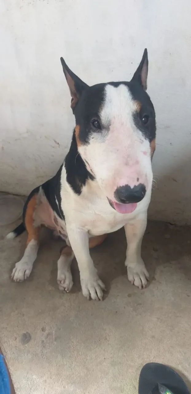 PITBULL TERRIER  ? 