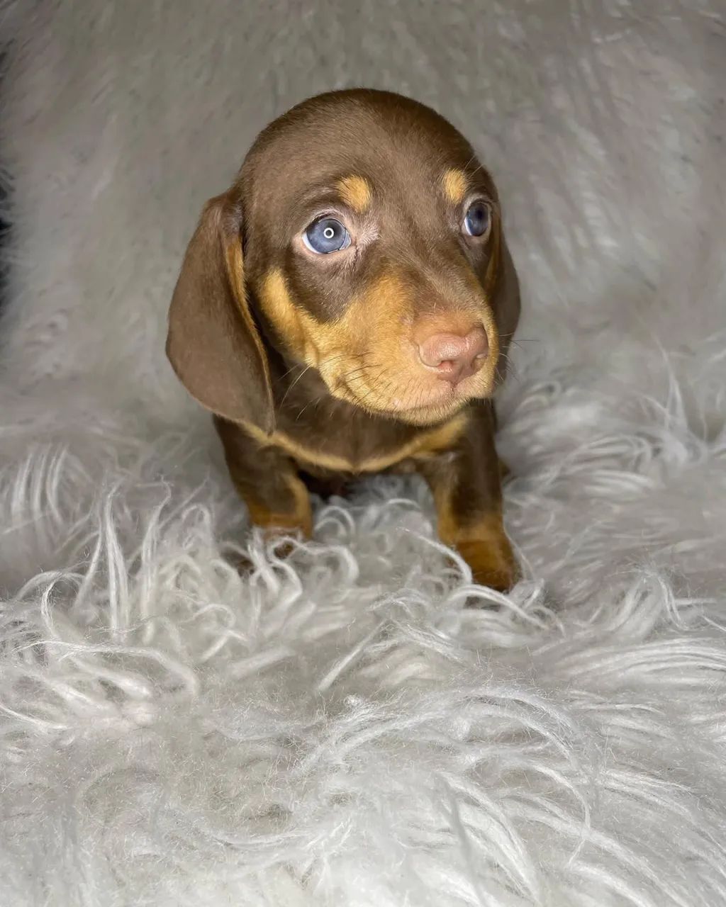 dachshund salsichinha  - Foto 5
