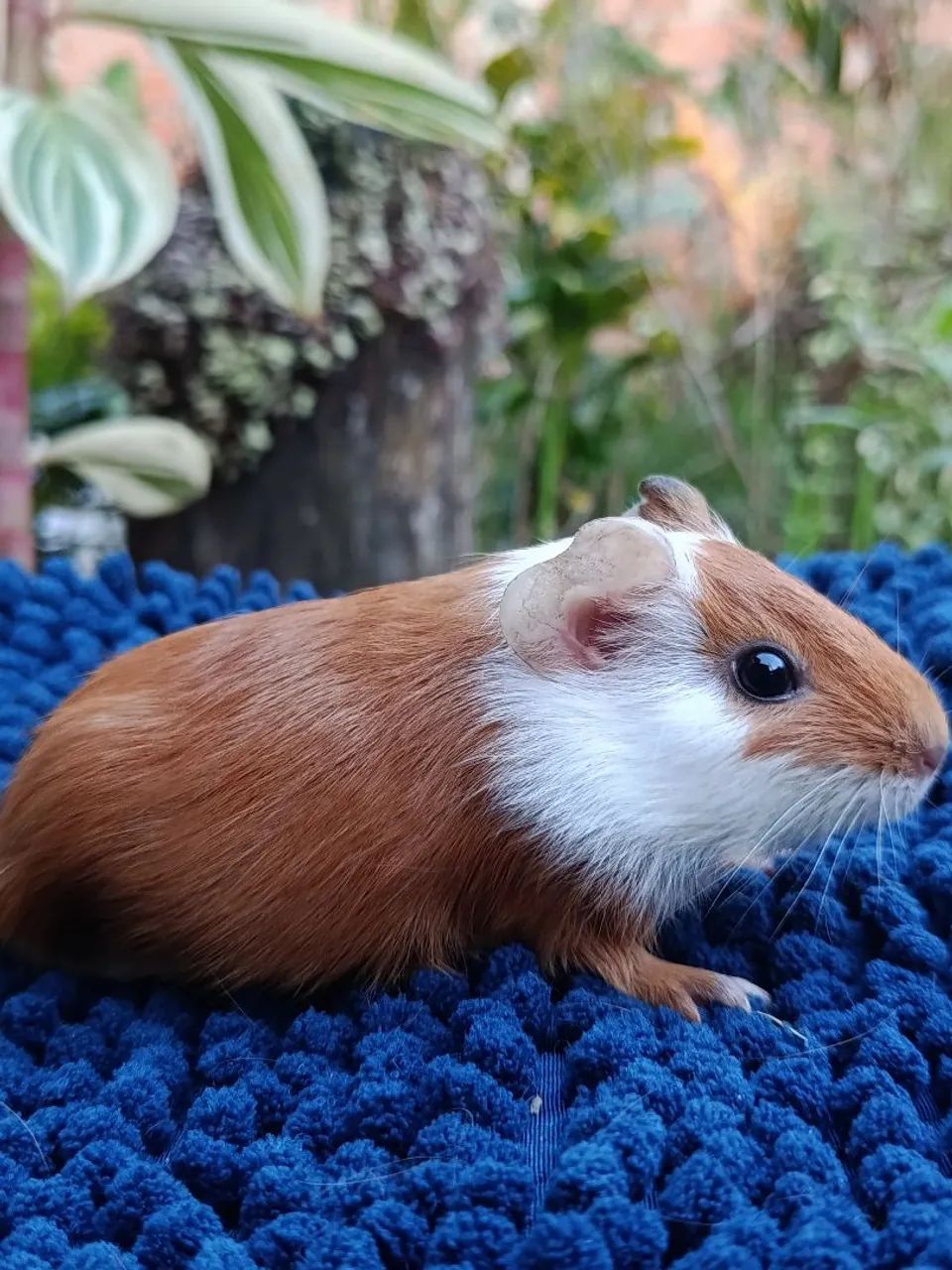 Filhote Porquinhos da Índia - Foto 5