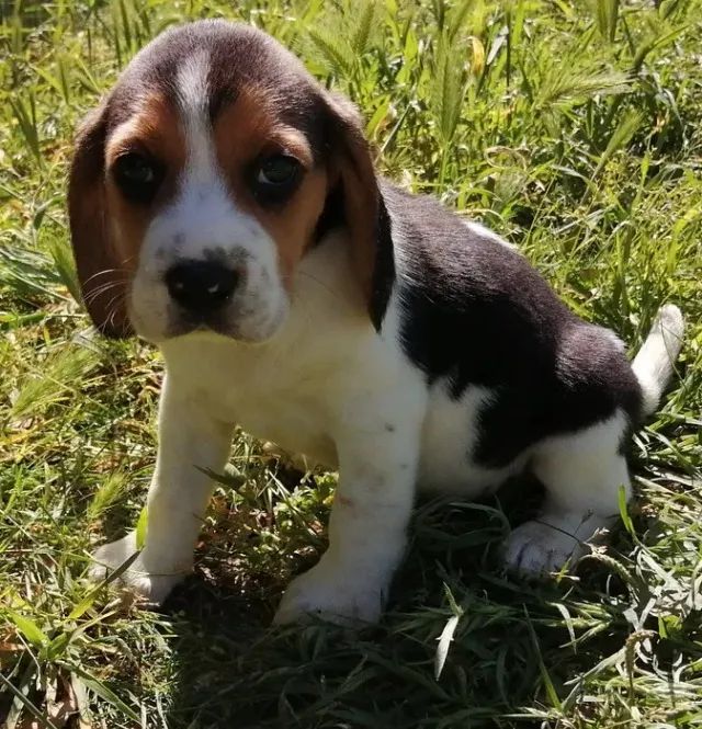 Beagle 13 polegadas, bicolor e tricolor, com suporte veterinário gratuito! - Foto 3