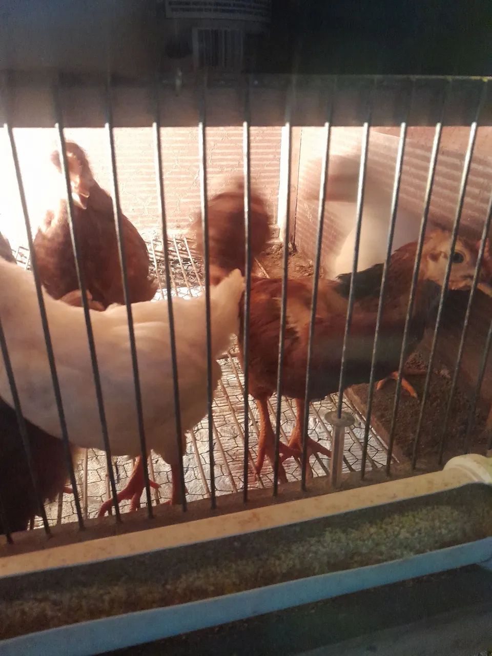 FRANGO (MARCO) RHODE PURO E EMBRAPA  - Foto 2