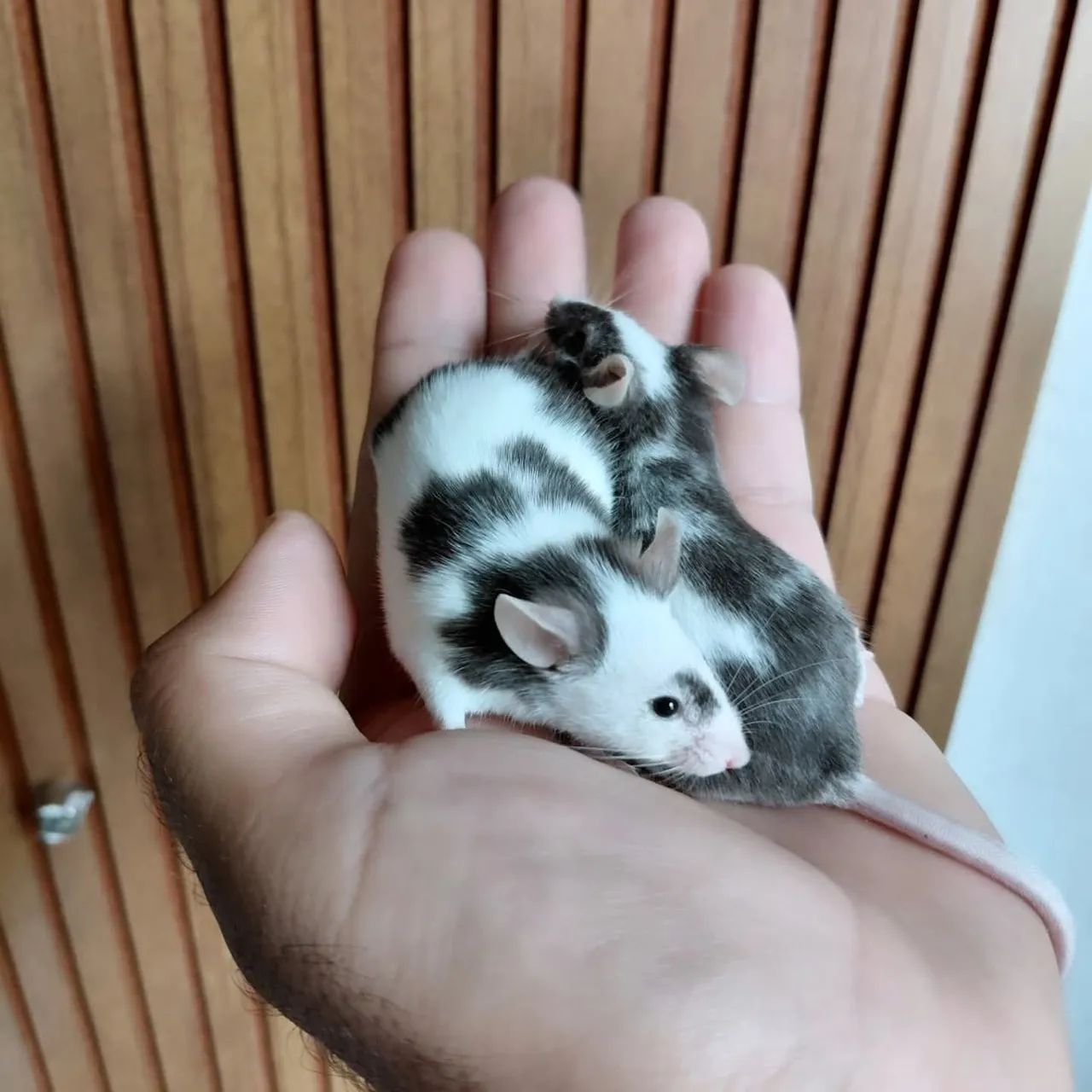 Rats/Mice415081865980170241