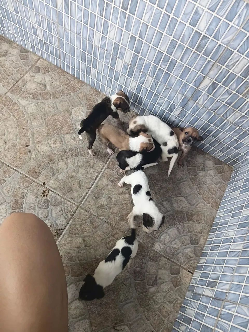 Cachorrinhos - Foto 4