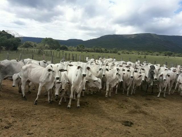 Fazenda ximarao em ALMENARA mg 125 hectares - Foto 9