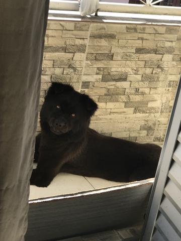 Chow Chow procura namorada