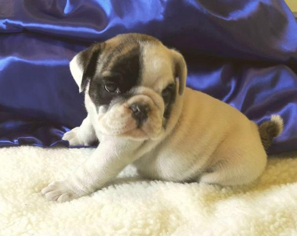 Bulldog ingles