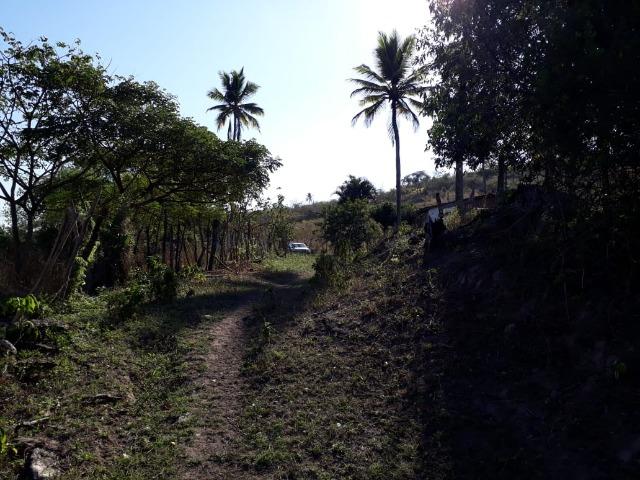 Ótima propriedade de 50 hectares, escriturada e registrada,a 4 km da pista de Pombos-PE - Foto 19