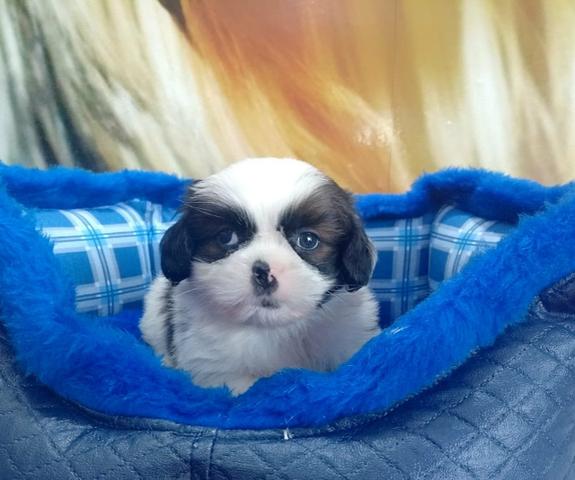 Lhasa macho disponível 3398-3684