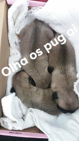 Filhotes de Pug - Foto 2
