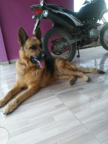 Pastor alemão para cruzar - Foto 4