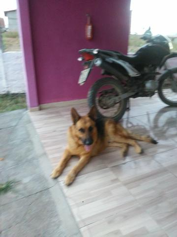 Pastor alemão para cruzar