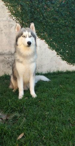 Husky siberiano procura namorada - Foto 5