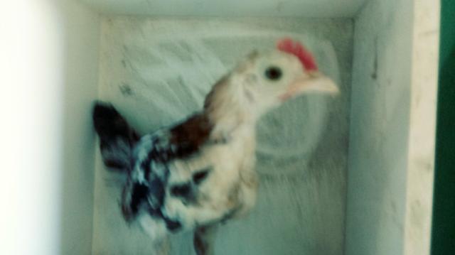 Vendo três franguinhos de garnizé - Foto 3