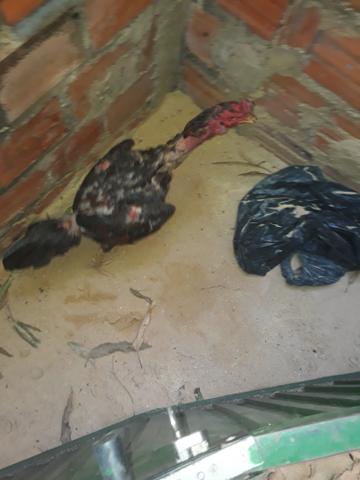Vendo galos de raça 60 reais - Foto 2