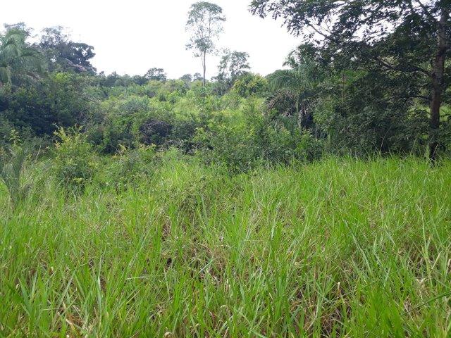 Fazenda Paraiso - Foto 15