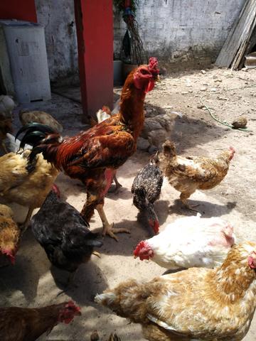 Galo de Raça