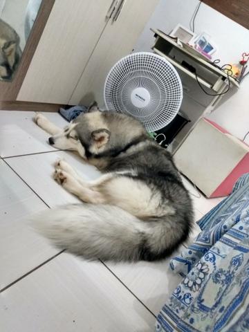 Husky siberiano procura namorada - Foto 3
