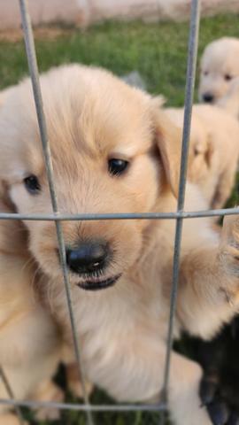 Filhotes de Golden Retriever com ótima linhagem - Foto 3