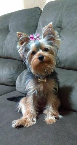 Filhote Yorkshire Terrier (Aceitamos qualquer cartão) - Foto 5
