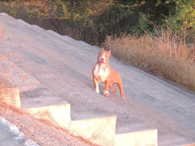 Pitbull monster - Foto 2