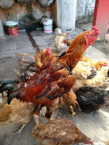 Galo de Raça - Foto 4