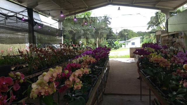 Chácara de orquídeas