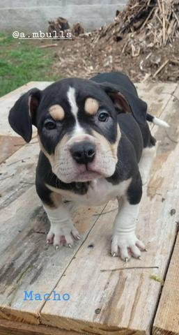 Pitmonster