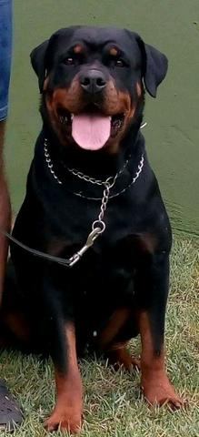 Filhotes de Rottweiler alto padrão genético com pedigree CBKC - Foto 4