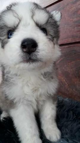 Filhote de Husky, pais legítimos...