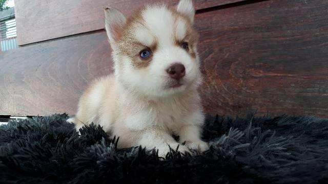 Filhote de Husky, pais legítimos... - Foto 5