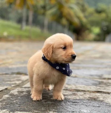 Impossível não se apaixonar - Golden Retriever  - Foto 2