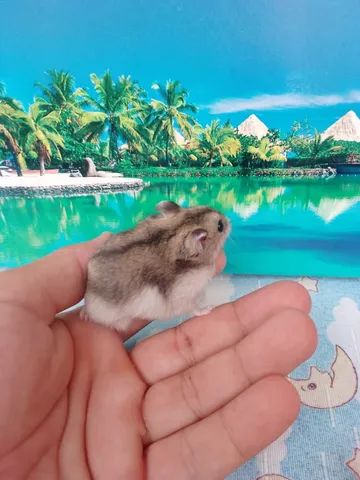 Ramster chinês muito dóceis  - Foto 4