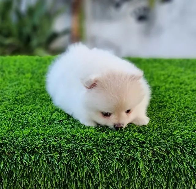 Spitz Alemão Anão Baby Face Lulu Da Pomerânia Disponíveis  - Foto 5