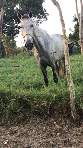 Cavalo bom de pisada