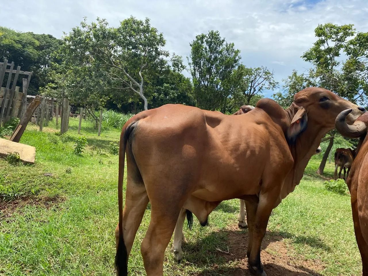 Exeleentes Gir Leteiro, garrotinhos - Foto 6