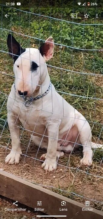 Filhotes de Bull Terrier Inglês - Foto 2