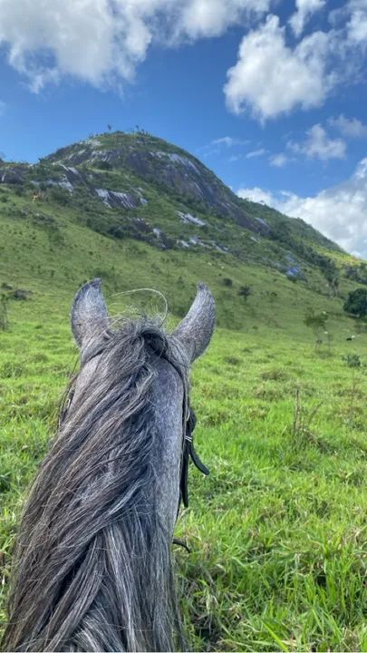 Cavalo mangalarga  - Foto 2