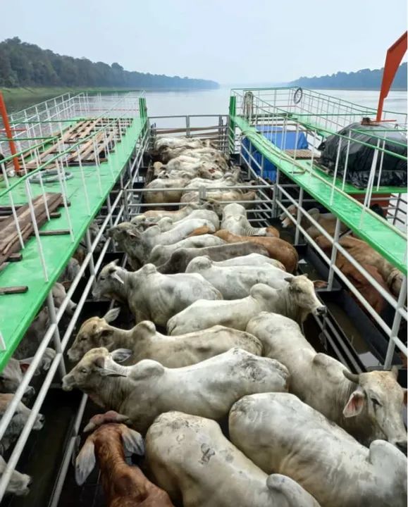 Balsa boiadeira - Foto 6