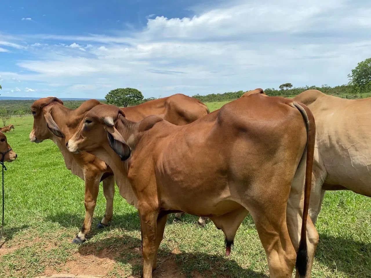 Exeleentes Gir Leteiro, garrotinhos - Foto 2